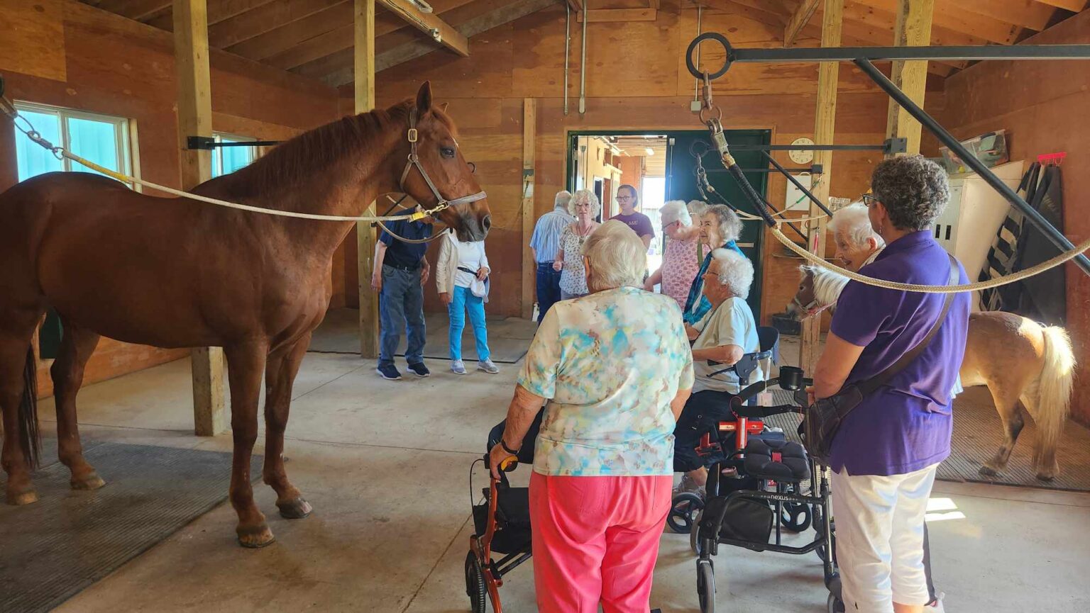 A group of seniors, some using walkers and wheelchairs, gather in a barn and observe a large brown horse who is tied in crossties