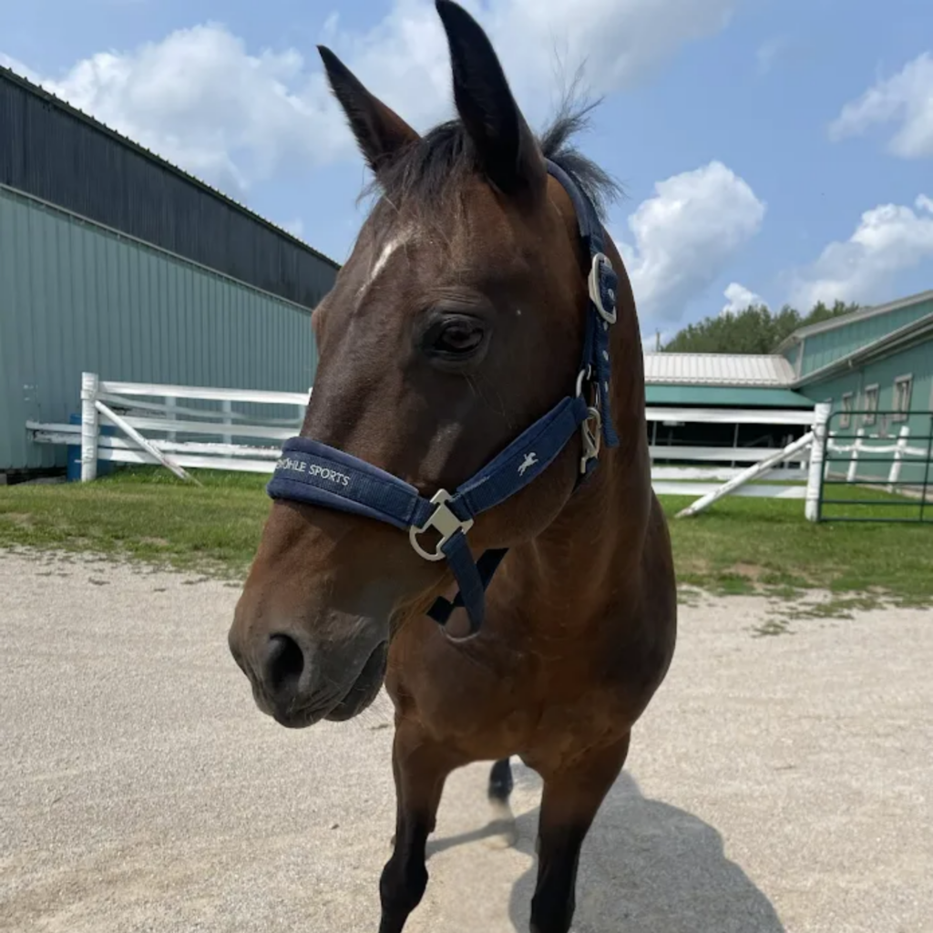 A bay (dark brown) horse with a white patch on her forehead, wearing a deep blue halter. She is standing outdoors on a sunny day near a green building, with a white fence and green grass in the background.